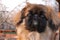 Portrait of fluffy small dog  pekingese closeup