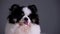 Portrait of a fluffy spitz with his tongue hanging out. Close up of the muzzle of a black and white pet on a gray