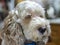 Portrait of a fluffy spoodle or cockapoo dog in closeup view