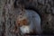 Portrait fluffy squirrel holding a nut in the winter