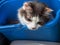 Portrait of a fluffy tortoiseshell cat sitting in a blue bucket
