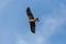 Portrait flying black kite milvus migrans bird, spread wings