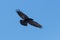 Portrait flying black northern raven corvus corax, blue sky, spread wings