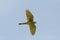 Portrait flying common kestrel falco tinnunculus spread wings