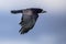 Portrait of flying Eurasian rook