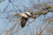 Portrait of flying graylag goose anser anser with tree in back