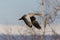 Portrait of flying graylag gray goose anser anser, tree in bac