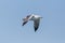 Portrait flying gull  bird larus michahellis, in blue sky, spread wings