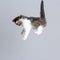 Portrait of a flying kitten on top of a gray studio background, creative photo