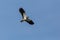 Portrait flying lapwing bird vanellus vanellus, blue sky, spre