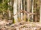 Portrait of flying long-eared owl - Asio otus