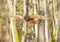 Portrait of flying long-eared owl - Asio otus