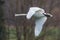 Portrait of flying mute swan (Cygnus olor)