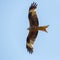 Portrait flying red kite bird milvus milvus, blue sky, spread