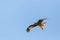 Portrait flying red kite bird of prey milvus milvus, blue sky,