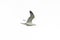 Portrait flying yellow-legged gull larus michahellis, white sk