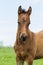 Portrait of a foal in front close up