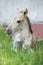 Portrait of a foal konik polski breed