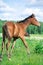 Portrait of foal walking freely  at the pasture.  summer