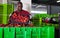 Portrait of focused African workman preparing harvested peaches for transportation on fruit farm