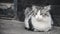 Portrait footage of a White and gray colored Stray cat lying on the street and looking around