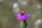 Portrait of forager insect on thistle flower