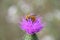 Portrait of forager insect on thistle flower