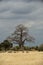 Portrait format of a giant Baobab tree, or Adansonia tree