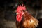 Portrait of Formidable brightly colored Rooster. Free Range and Hens on farm. Village eco concept.