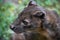 Portrait of a fossa surrounded by green