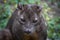 Portrait of a fossa surrounded by green