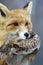 Portrait of a fox. Fox keeps quail in its mouth (vulpes)