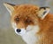 Portrait Foxes