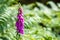 A portrait of a foxglove plant with bracken ferns in the background