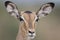 Portrait of free female impala antelope