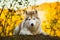 Portrait of free and prideful Beige and white dog breed Siberian Husky lying in autumn on a bright forest background.