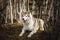 Portrait of free and prideful Siberian Husky dog with tonque hanging out lying in the forest in late autumn