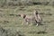 Portrait of free roaming cheetah cubs