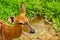 Portrait of free roaming impala antelope at the khaokheow open