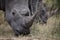 Portrait of free roaming white african rhino