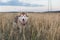 Portrait of free siberian husky dog with brown eyes standing in the rye at sunset