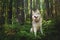 Portrait of free and wise dog breed siberian husky sitting in the fern in the green mysterious forest at sunset