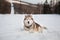 Portrait of free and wise Husky lying is on the snow in winter forest at sunset on forest and slope background