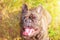 Portrait of a French brindle bulldog with black color. Dog on the background of green grass