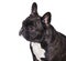 Portrait of french bulldog