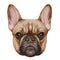 Portrait of French Bulldog.