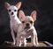 portrait of french bulldog and chihuahua puppies with studio light