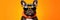 Portrait French Bulldog Dog With Sunglasses Orange Background Breed Standards For French Bulldogs, B