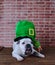 Portrait of French bulldog with a Saint Patrick cap