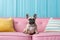 Portrait of French bulldog siting on couch, cut dog on pink sofa, generative AI